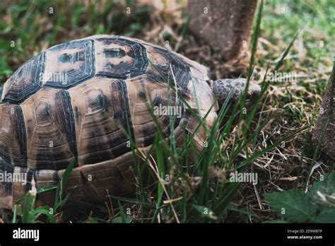 Image result for Turtle Shell Hiding