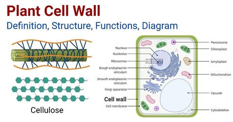 Toradh íomhá ar Structure of a Cell Wall As