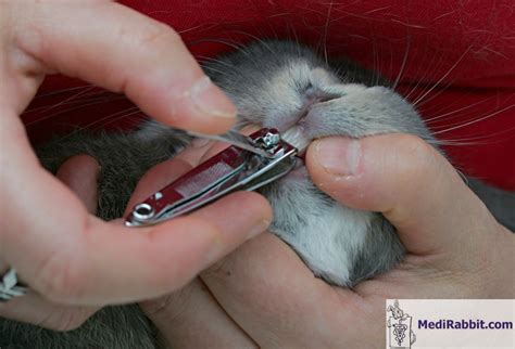 Clipping Rabbit Nails に対する画像結果