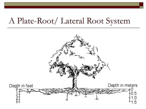 Image result for Water Oak Tree Root System