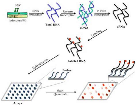 Python Microarray Analysis に対する画像結果