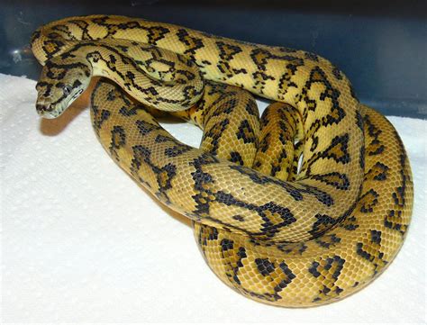 Image result for Jungle Python Morphs