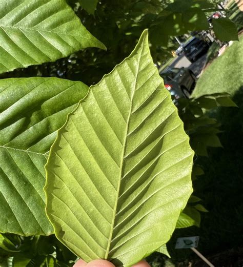 European Beech Tree Identification に対する画像結果