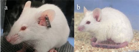 Image result for Lab Mouse Ring Tag