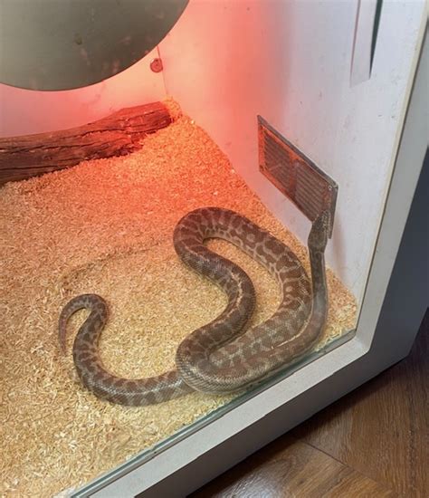 Image result for Stimson Python Habitat