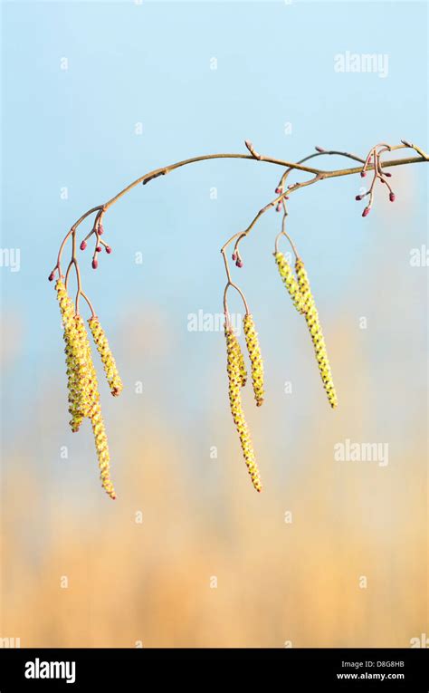 Image result for Pine Tree Catkins