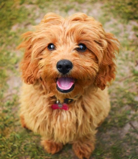 Cavapoo Puppies Breeders に対する画像結果