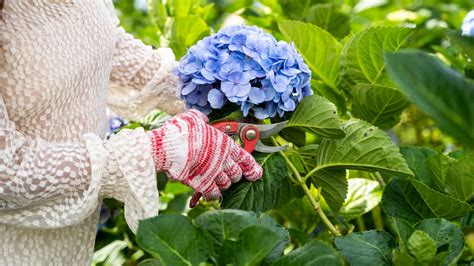 Toradh íomhá ar Briad Hydrangea Broad