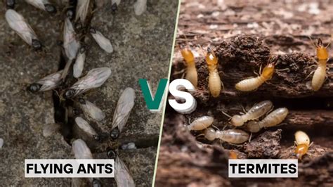 Flying Ants vs Termites に対する画像結果