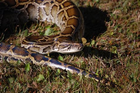 Image result for Killing Giant Pythons