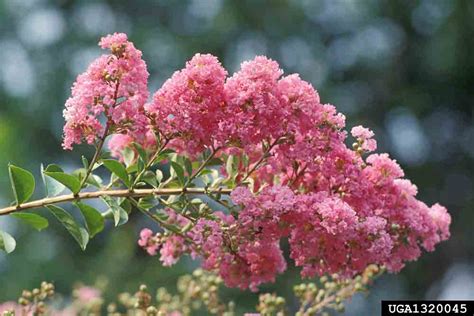 Powdery Mildew Crape Myrtle に対する画像結果