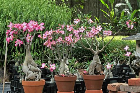 Image result for Adenium Distribution Map