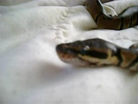 Image result for Python Yawning