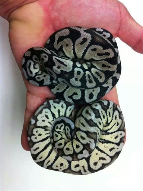 Image result for Super Pastel Axanthic Ball Python
