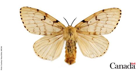 Gypsy Moth in Canada に対する画像結果