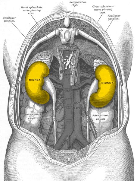 Image result for Kidneys Location in Body