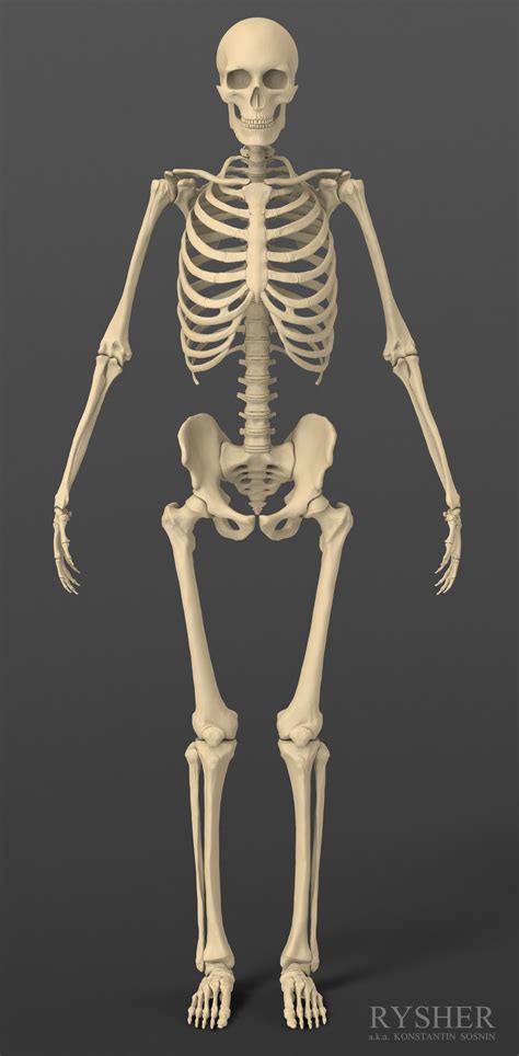 Toradh íomhá ar Human Skeleton Images 3D