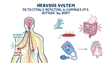 Image result for Nervous System Structure and Function