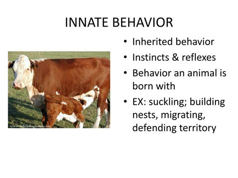 Toradh íomhá ar Marking Territory Humans