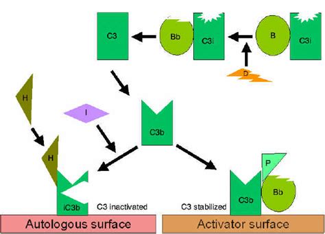 Complement C3 Production に対する画像結果