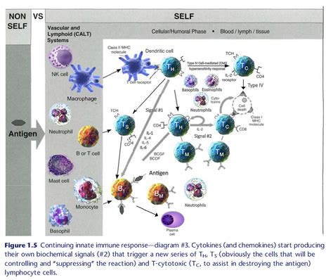 Image result for Innate Immunity Pathway