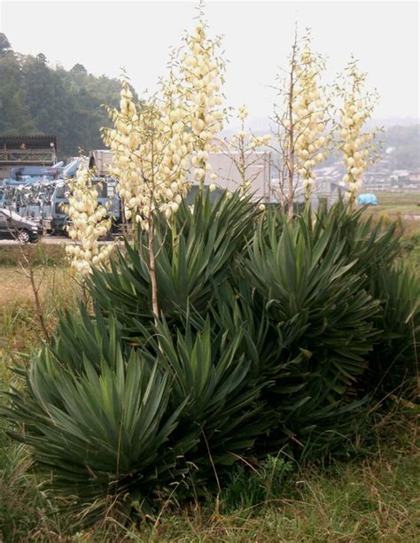 Yucca Gloriosa に対する画像結果
