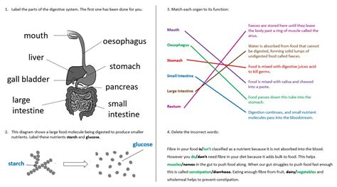 Image result for Science From Scratch the Digestive System Answer Key
