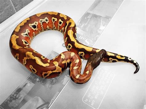 Blood Python Substrate に対する画像結果