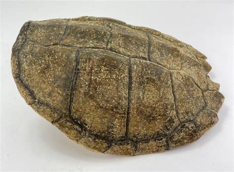 Image result for Snapping Turtle Shell Parts