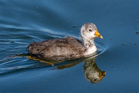 Image result for Coot Bird Migration