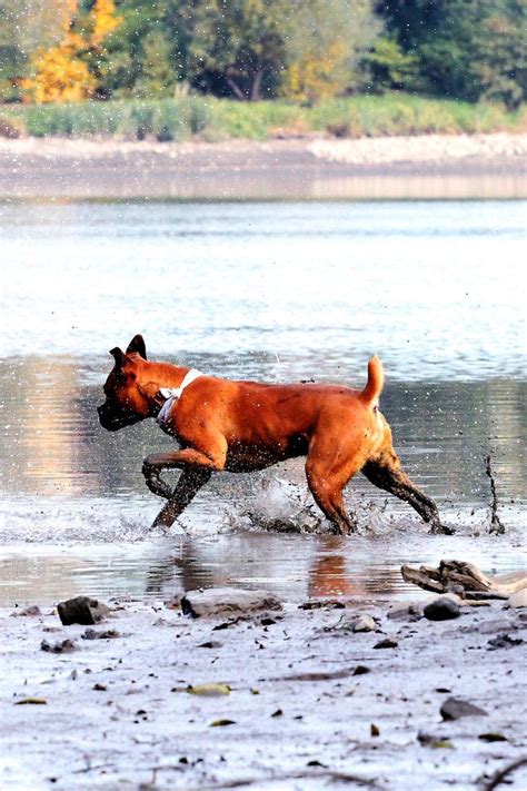 Image result for Boxer Dog Behavior