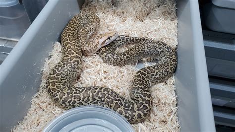 Image result for Burmese Python Metal Sculpture