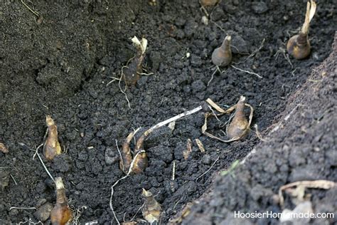 Afbeeldingsresultaten voor How to Replant Daffodil Bulbs