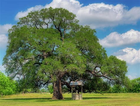 Toradh íomhá ar Houston Tree Types