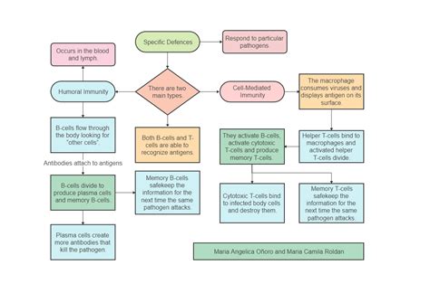 Adaptive Immunity Flow Chart に対する画像結果