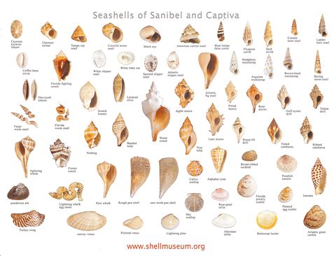 Image result for Type of Sea Shell