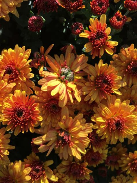 Orange Rust Tree に対する画像結果