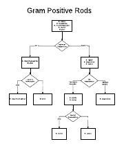 Afbeeldingsresultaten voor Gram-positive Rods Algorithm