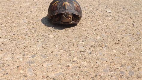 Image result for Turtle Half Way Out of Shell