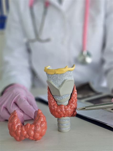 Thyroid Lab Model に対する画像結果