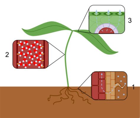 Toradh íomhá ar Capillary Action Transpiration
