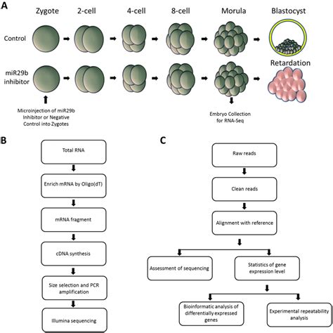 Image result for Comparative Transcriptome