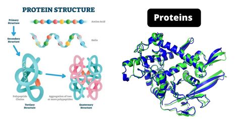 Image result for Protein Structure Types