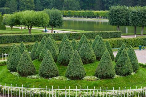 Image result for Triangle Shape Tree