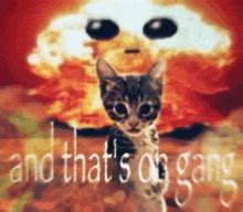 Image result for Cat Explode Tenor