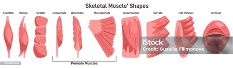 Parallel Def Anatomy に対する画像結果