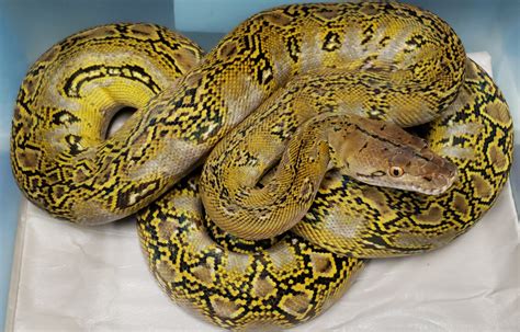 Image result for Dwarth Reticulated Python