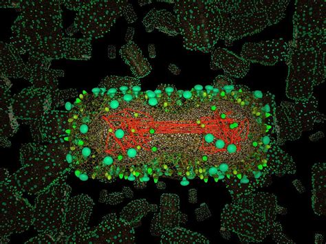 Afbeeldingsresultaten voor Smallpox People