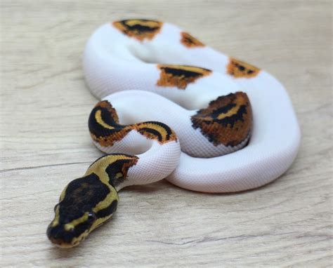 Image result for Pumpkin Pie Ball Python