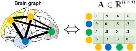 Image result for Brain Network Graph Convolutional Networks